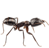 ant extermination kawartha