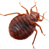bed bug control kawartha