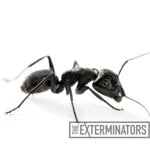 carpenter ants treatment kawartha