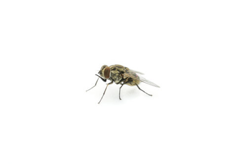cluster flies infestation