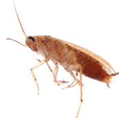 cockroach pest control kawartha