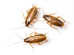cockroach control kawartha