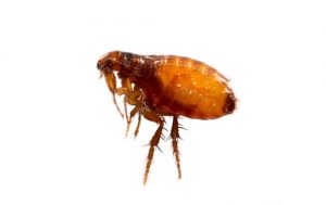 flea treatment kawartha lakes