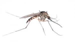 mosquito control kawartha