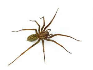 spider pest control kawartha