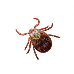 ticks in yard kawartha