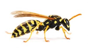 wasp nest removal kawartha